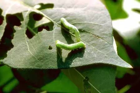 农药杀不灭小麦、水稻、棉花上的病虫？农技专家告诉你该这么办！(图5)