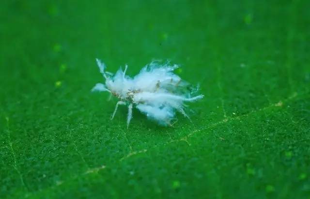 农药杀不灭小麦、水稻、棉花上的病虫？农技专家告诉你该这么办！(图6)